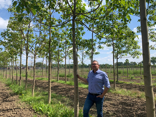 CO2 opslag door Paulownia-bomen in Deest, Nederland op 15ha