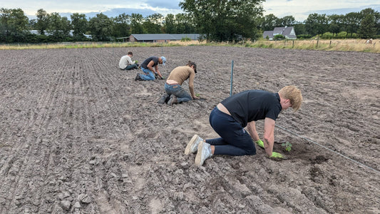 Finn's klimaatbomen in Heeze, Nederland