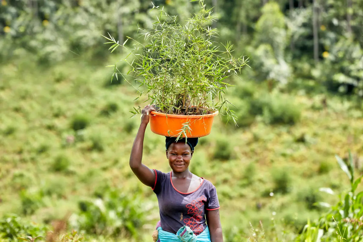 Bamboo Village in Nieuwkoop en Kiboga Uganda, 10ha