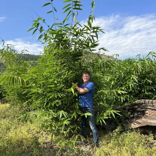 Bamboo Village in Nieuwkoop en Kiboga Uganda, 10ha