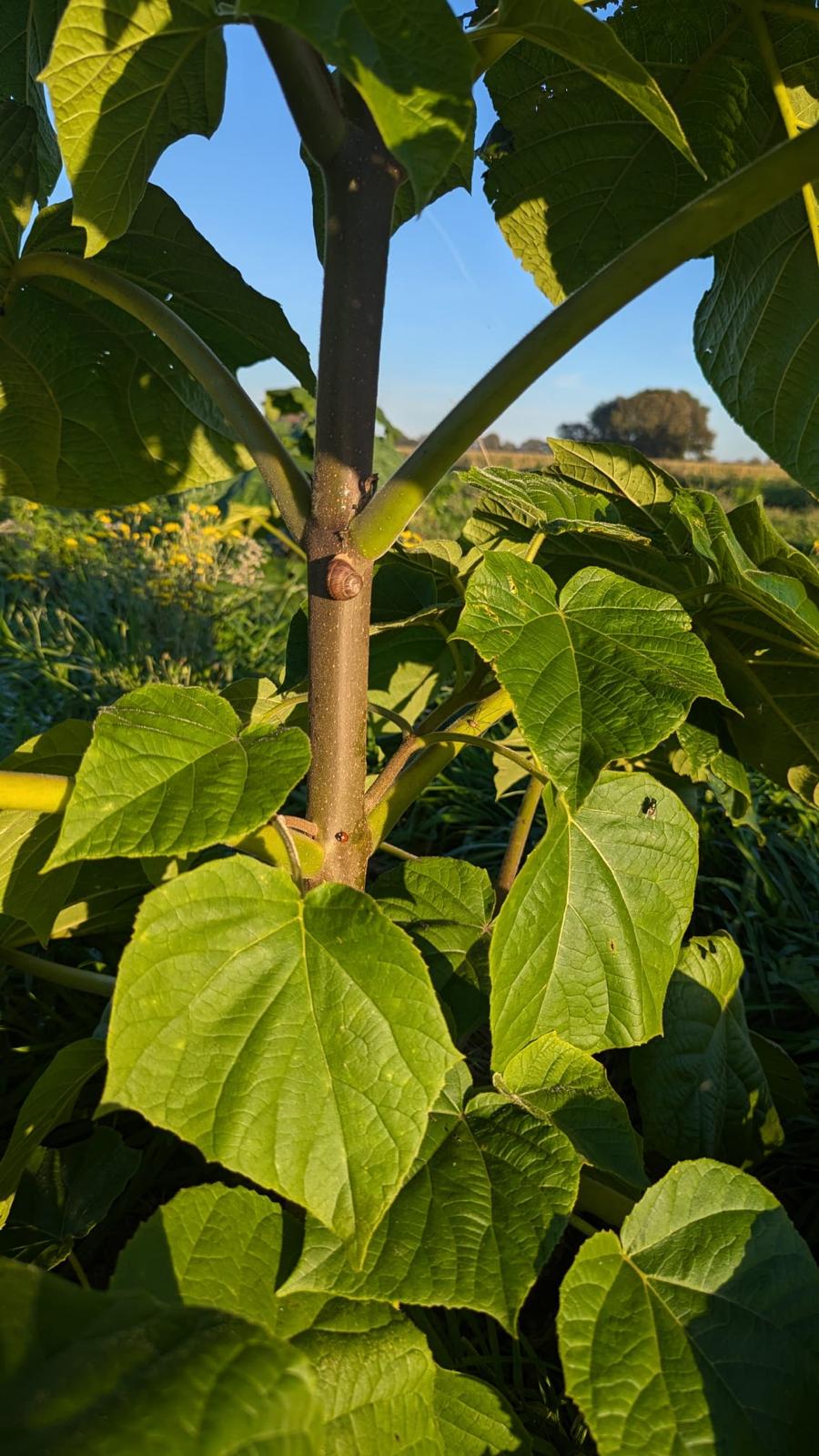 Finn's klimaatbomen in Heeze, Nederland