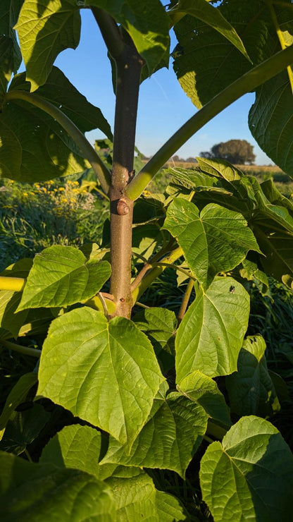Finn's klimaatbomen in Heeze, Nederland