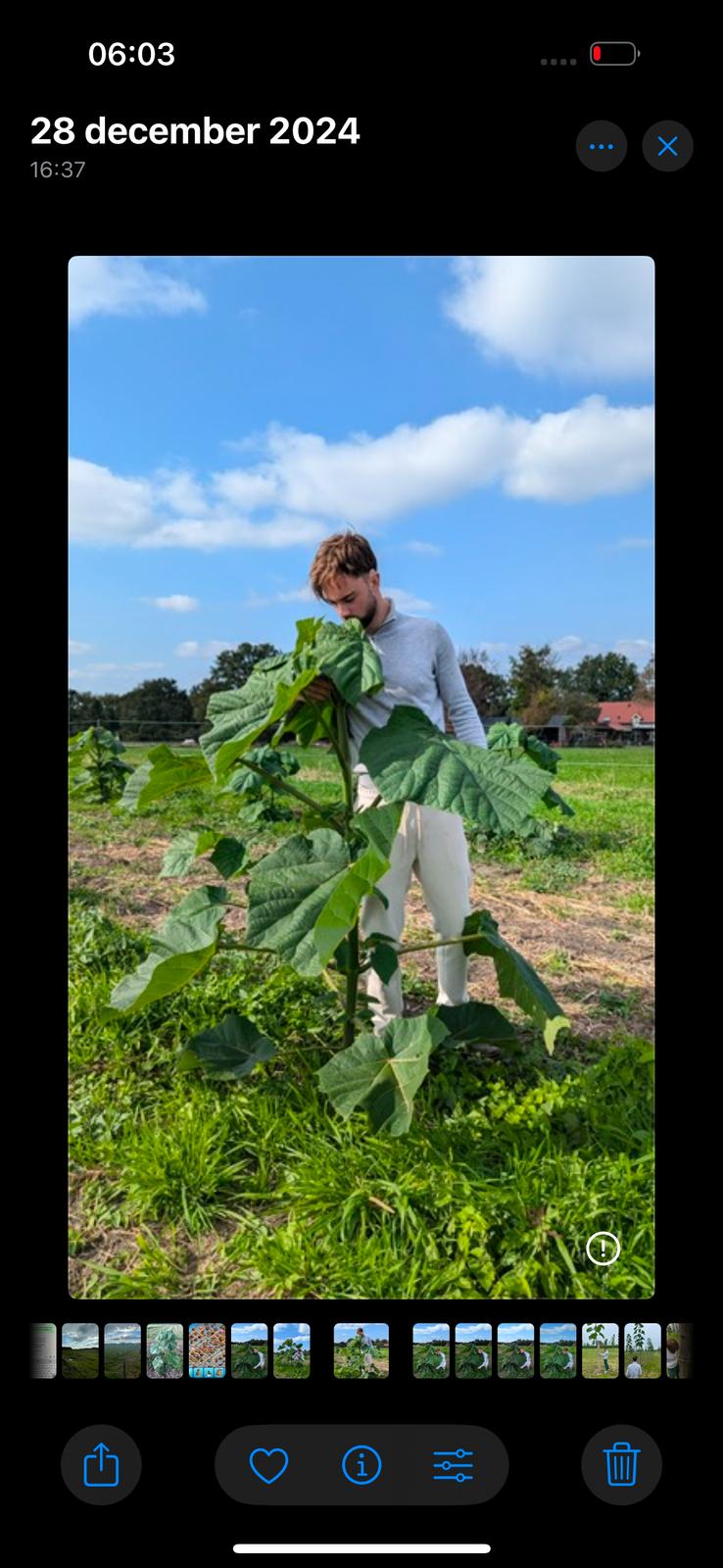 Finn's klimaatbomen in Heeze, Nederland