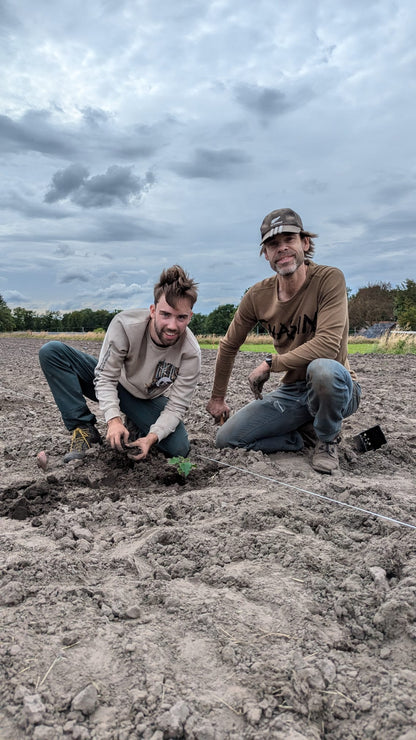 Finn's klimaatbomen in Heeze, Nederland