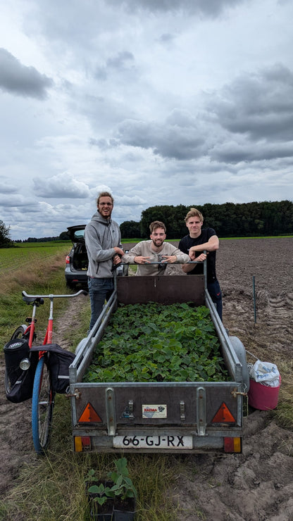 Finn's klimaatbomen in Heeze, Nederland