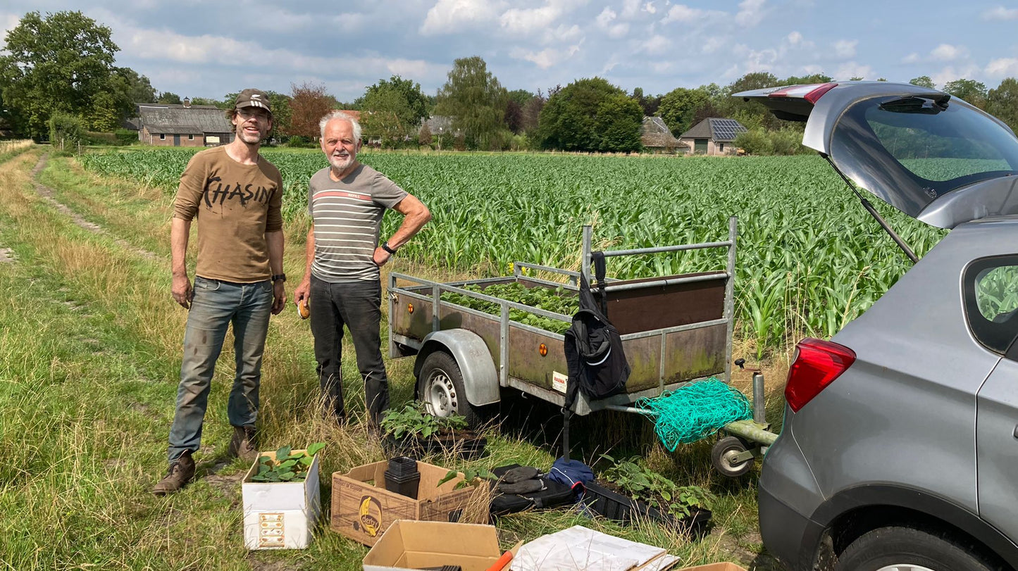 Finn's klimaatbomen in Heeze, Nederland