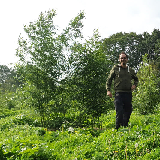 Bamboe Mark Oprins, Merkplas, Belgie