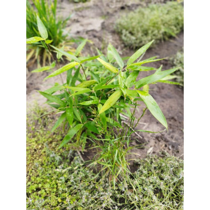 BambooLogic Mintjens in Blommerschot, Belgie op 1ha