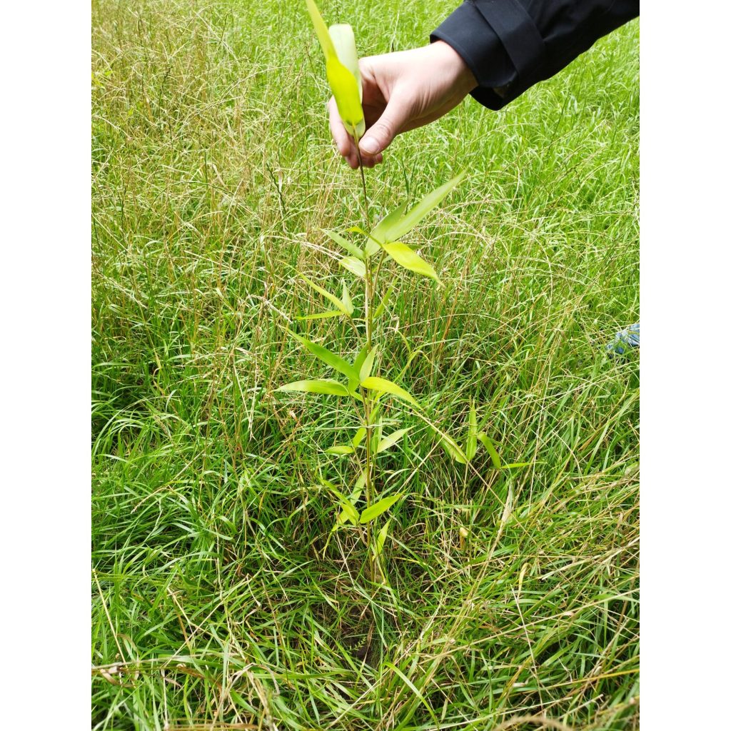 BambooLogic Mintjens in Blommerschot, Belgie op 1ha