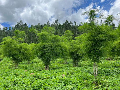 Bamboo Village in Nieuwkoop en Kiboga Uganda, 10ha