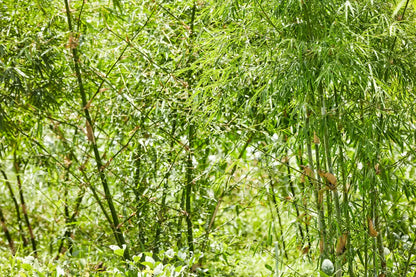 Bamboo Village in Nieuwkoop en Kiboga Uganda, 10ha