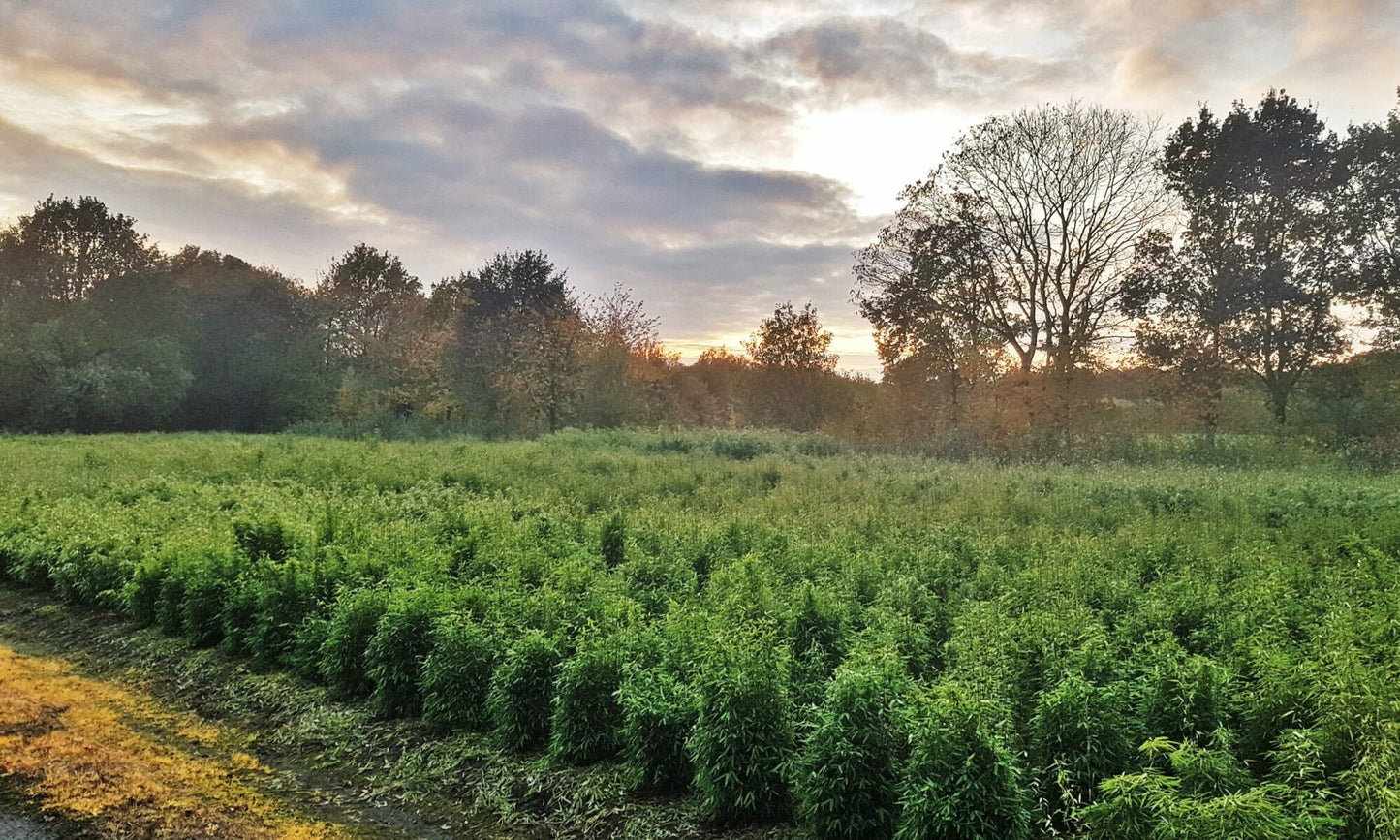 BambooLogic Mark Oprins, Merkplas, Belgie op 1ha