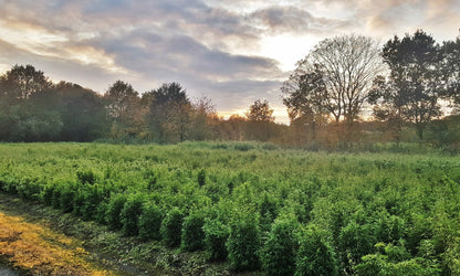 BambooLogic Mark Oprins, Merkplas, Belgie op 1ha