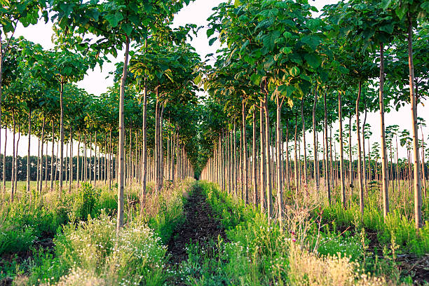 Paulownia-bomen in Deest, Nederland op 15ha
