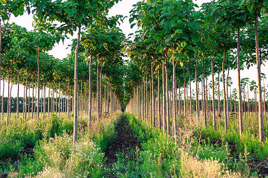 Paulownia-bomen in Deest, Nederland op 15ha